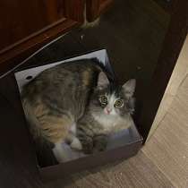 Котёнок 8-9-10, месяцев, ласковая, в Нижнем Новгороде