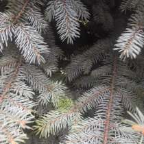 Веточки голубой ели для украшения, в Новороссийске