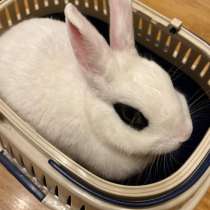 Декоративный кролик, в Москве