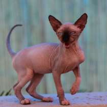 Мальчик 3 мес, в г.Ашкелон