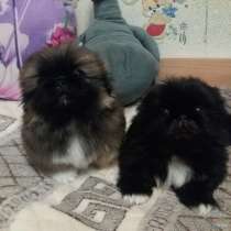 Пекинес Санкт-Петербург, в Санкт-Петербурге