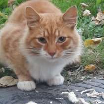 Кошечка, в Мытищи