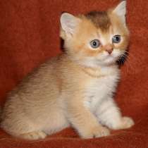 Герман, в Санкт-Петербурге