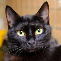 Трогательная Бриджит в поиске верного и чуткого друга, в Москве