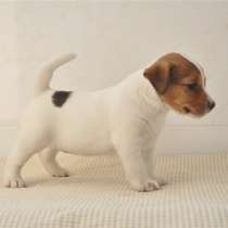 Джек расел Кострома, в Костроме