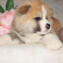 Акита-ину щенки, в Санкт-Петербурге