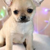 Чихуахуа Череповец, в Череповце