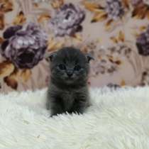 Без кота и жизнь не та!, в Липецке