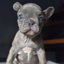 Французский бульдог, в Пензе