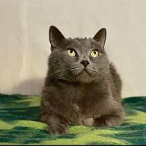 Серенький Грей ищет дом. Молодой кот в добрые руки, в Калуге