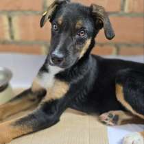 Эксклюзивная порода Monkeyrrier, в Москве