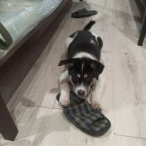 Отдам в добрые руки щенка мальчик, 2-23 мес, в Череповце