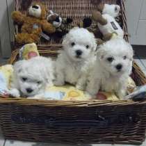 Бишон ФРИЗЕ ЩЕНКИ, в Новосибирске