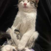 Кошка, в Астрахани