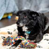 Пушистый Дедуля мечтает стать домашним, в Москве