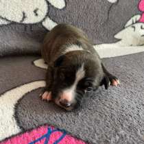 Щенки Стаффорда, в Липецке