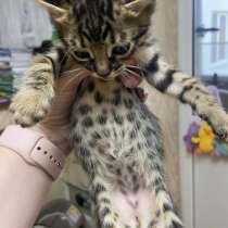 Бенгальский котик, в Краснодаре
