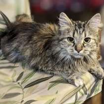 Отдаем кошечку Бэмби в добрые руки, в Москве