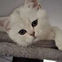 Британские котята готовы к переезду, в г.Билефельд