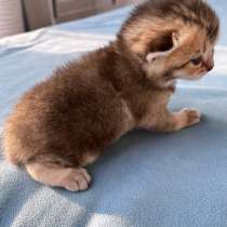 Котята &laquo;золотые шиншилята&raquo;, в Ижевске