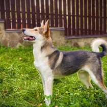 Собака метис лайки нэму, в Москве