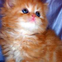Persian, Himalayan, Chinchilla Kittens For Sale, в г.Бруклин