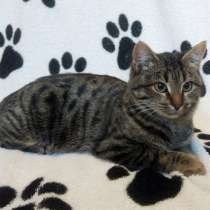 Мраморная красавица Маргоша ищет дом!, в Москве