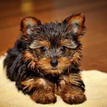 Йоркширский терьер Благовещенске, в Благовещенске