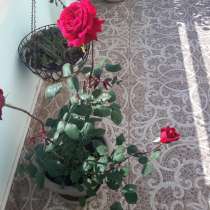Продам розы цветущие, в г.Торревьеха