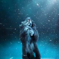 Пудель миниатюрный, в Москве