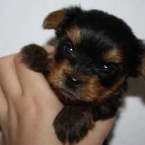Продам шенков йоркшского терьера, в Нижнекамске
