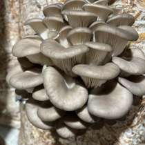 Грибы вешенки, в Иркутске