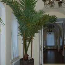 пальма финиковая, в Минусинске