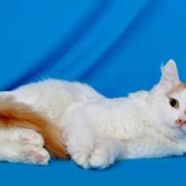 Отдам даром Роскошный молодой котик Лисенок в дар, в Москве