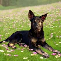 Барсик в поиске дома, в Москве