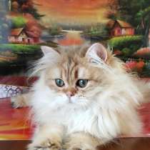 Шотландский котик, в Санкт-Петербурге