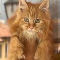 Котята полидакты, в Москве