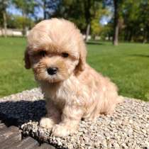 Mini maltipoo F - 1. Boy, в г.Гамбург