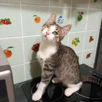 Котёнок Кит в дар, в Москве