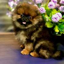 Мини мишка топтышка мальчик, в Москве