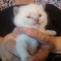 Шотландские котята, в Санкт-Петербурге