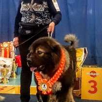 ВЫСОКОПОРОДНАЯ СУКА КАВКАЗСКОЙ ОВЧАРКИ, в Иркутске