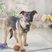 Серьезная щенок Герда в добрые руки, в г.Москва