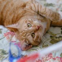 Рыжая красавица Варвара ищет дом!, в Мытищи