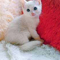 Белый котенок 1,5 месяца, в Санкт-Петербурге