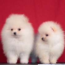 Померанский шпиц- шикарные щенки мальчики питомник РКФ, в Москве