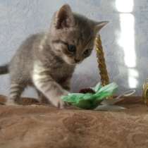 Котята шотландской породы, в Омске