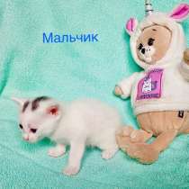 Котёнок мальчик, в Москве
