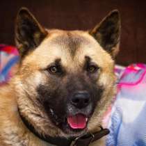 Акита Балто в поисках своей семьи!, в Москве