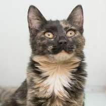 Скоро ли Катарина встретит своего хозяина?, в Москве